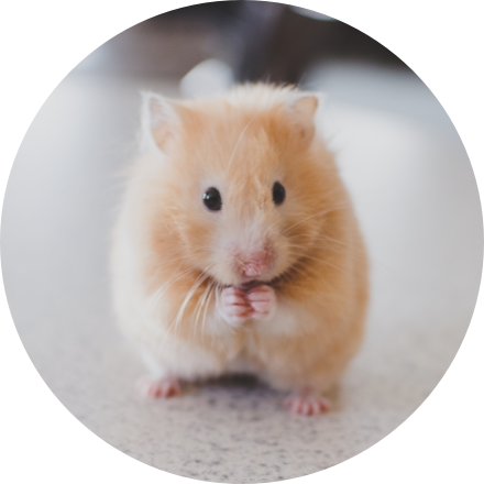Imagen de un hamster
