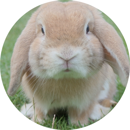 Imagen de un conejo